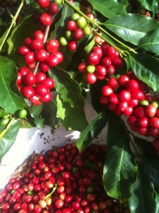 coffee cherry